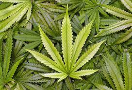 大麻合法化再下一城？密西根州11月全民公投