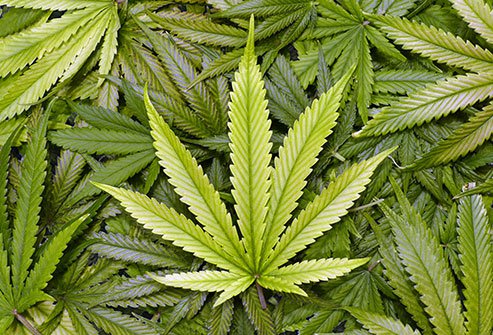 细说美股上市的那些大麻概念股