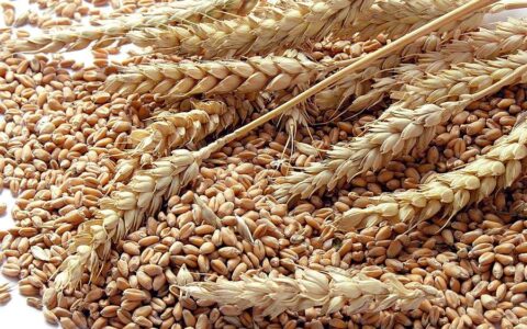 又一国家禁止粮食出口，疫情之下全球粮食危机可能一触即发